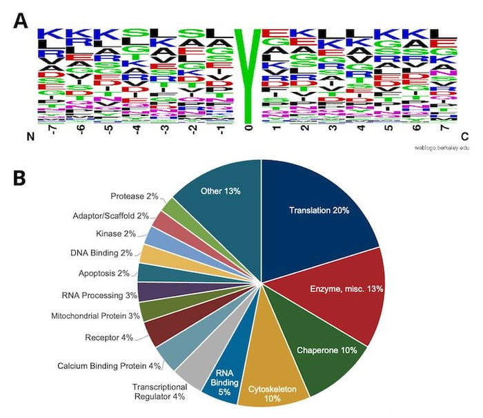 Motif analysis using all nitro-tyrosine peptides by PTMScan