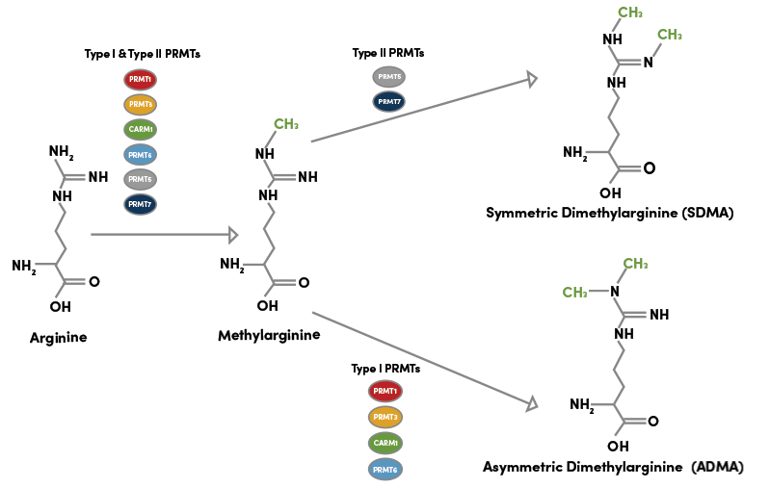 Methylation of arginine to form asymmetric dimethylarginine (ADMA) and symmetric dimethylarginine  SDMA by PRMTs