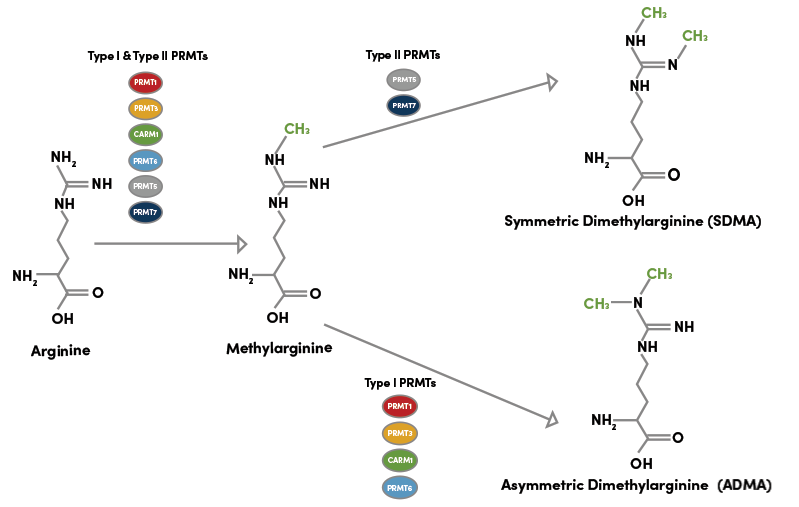 Methylation of arginine to form ADMA and SDMA by PRMTs