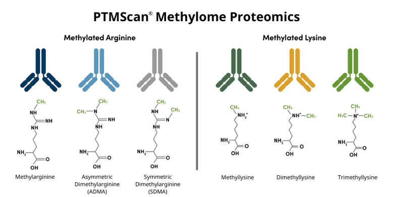 PTMScan Methylome Proteomics assay kits and antibodies to detect the different isoforms of arginine methylation and lysine methylation