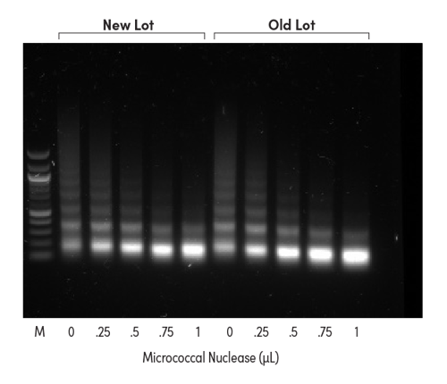 Normalizing MNase by enzymatic activity_450