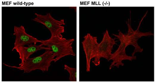 14197_MLL1 antibody_Shilatifard_2