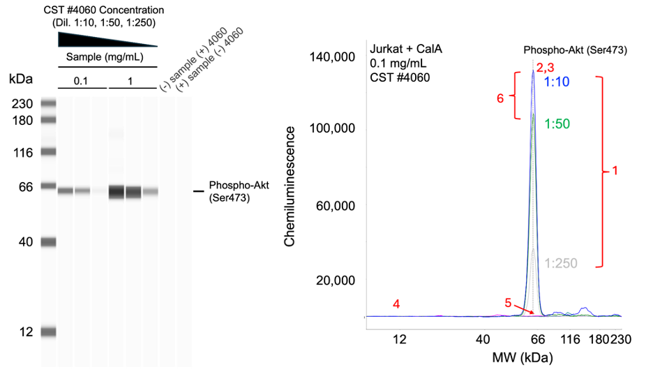 How Are CST Antibodies Validated for Simple Western? | +500 Abs