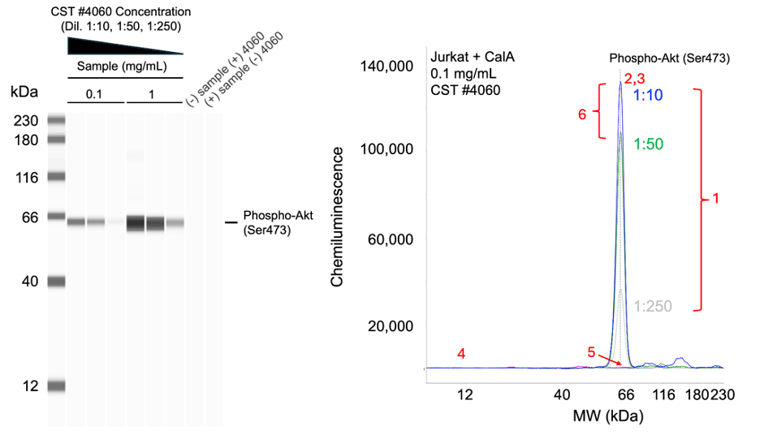 Validation testing of CST Phospho-Akt antibody using the Simple Western Jess