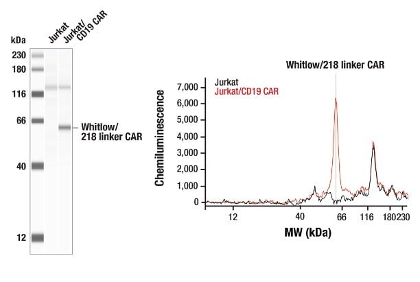 Simple Western analysis of Jurkat cells engineered to express an scFv-based Anti-CD19 CAR containing a Whitlow/218 linker (Jurkat/CD19 CAR) using Whitlow/218 Linker (E3U7Q) Rabbit mAb #57710