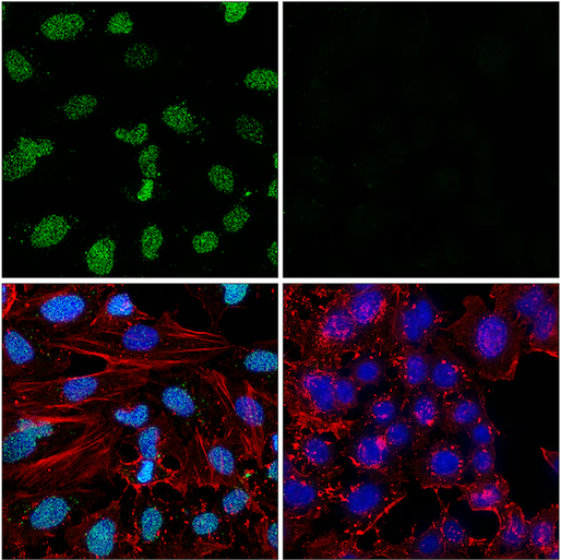 IF validation ADP-Ribosylation PTM antibody