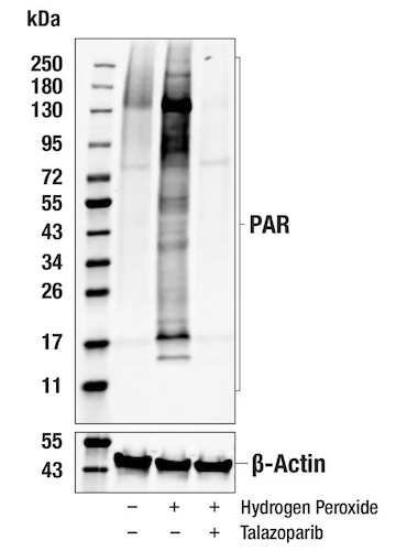 Western Blot assay validation of ADP Ribosylation PTM antibody