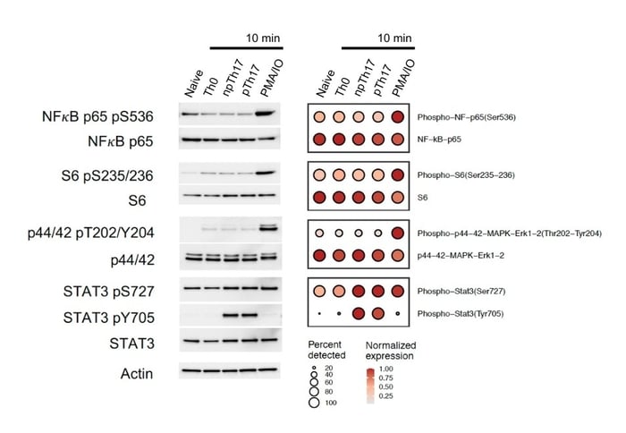 InTraSeq reproducibility low abundance proteins