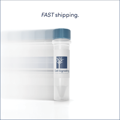 Fast Shipping