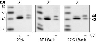 Phospho-p44 Antibody Stability Testing Data