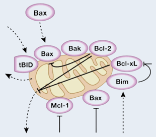 Mitochondrial localization Regulation of Apoptosis Pathway Diagram 2
