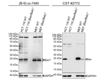 Western Blot for Bax Antibody Validation