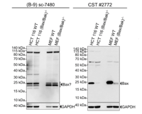 Santa Cruz (B-9) sc-7480 vs CST Bax Antibody