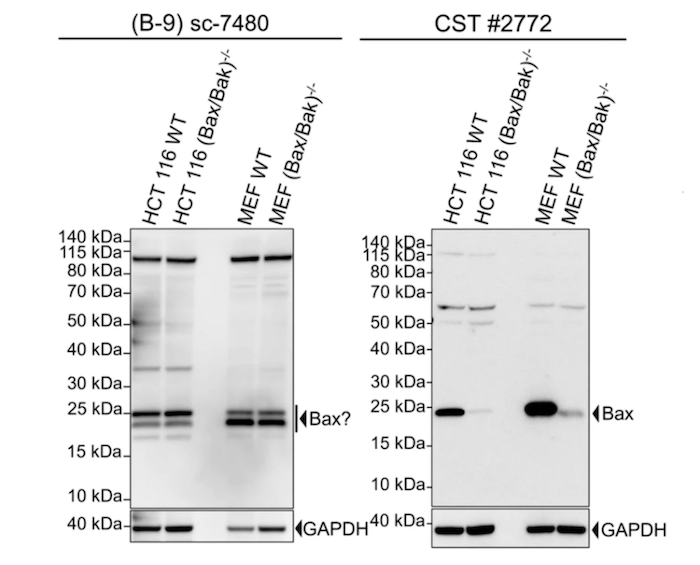 Santa Cruz B-9 sc-7480 vs CST Bax Antibody #2772