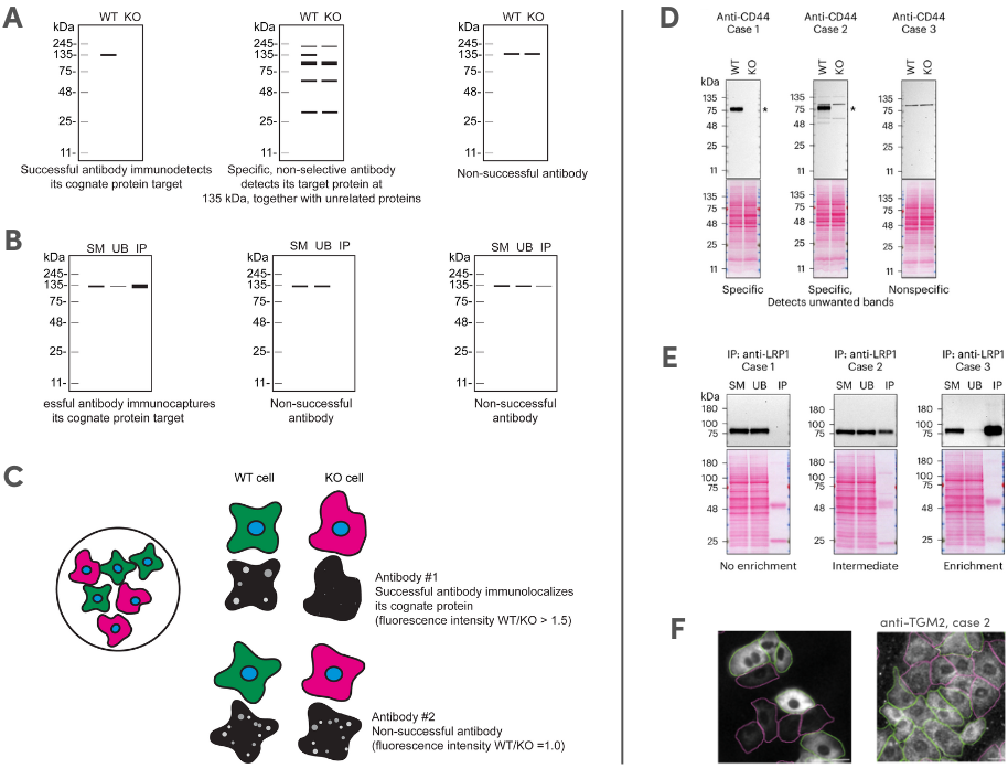 YCharOS Antibody Validation Testing Data