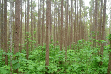 Monoculture Reforest the Tropics