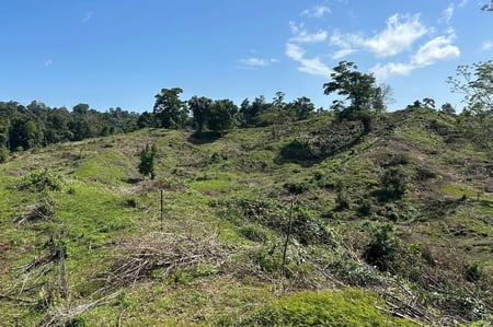 Reforest The Tropics_Liverpool brush clearing_CST site_compressed
