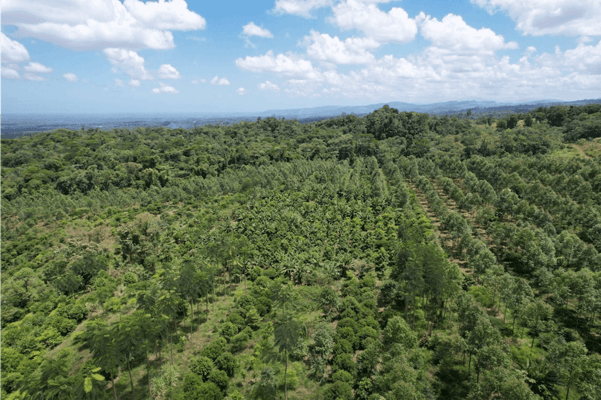 Reforest The Tropics_ariel view_small