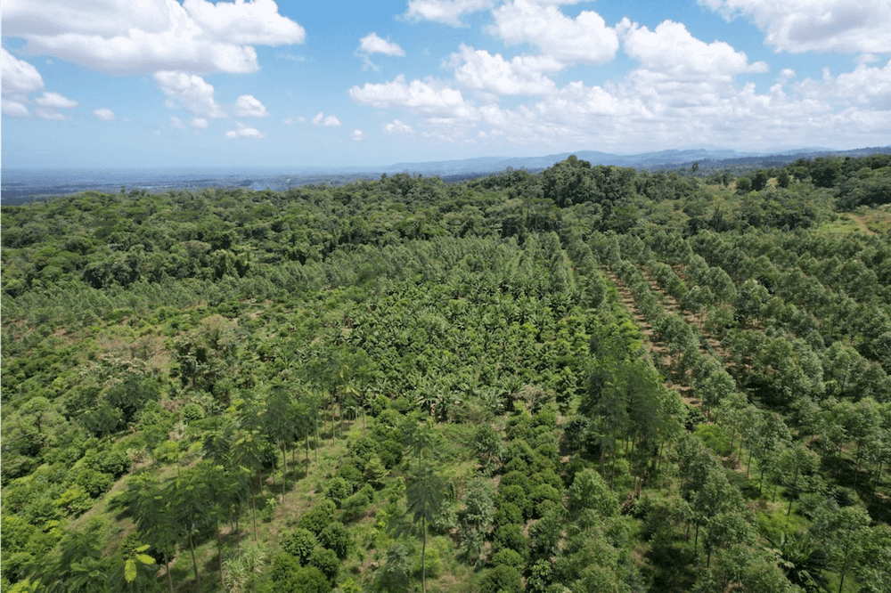Reforest The Tropics: Turning Carbon into Canopies | CST Blog