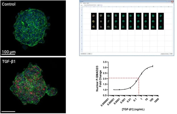 A549 spheroid dose response curve