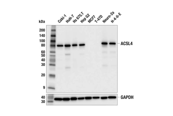 Western blot analysis of various cell lines using ASCL4 monoclonal antibody.