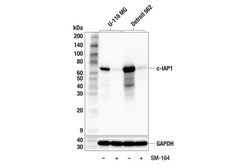 Western blot analysis of U-118 MG and Detroit 562 cell extracts, untreated or treated with SMAC mimetic SM-164, probed with c-IAP1 and GAPDH antibodies, showing reduced c-IAP1 expression after SM-164 treatment.