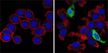 IF analysis of HT-29 cells either treated with staurosporine or untreated using Cleaved Caspase-3