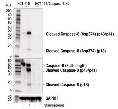 Western Blot analysis of HCT 116 and CRISPR/Cas9 caspase-8 knockout&nbsp;HCT 116 cells untreated or treated with staurosporine using caspase 8 antibody.