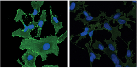 IF analysis using SLC3A2 antibody
