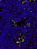 TUNEL Assay Kit Thumbnail Image