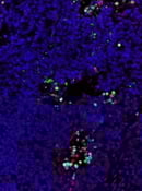 TUNEL Assay Kit Thumbnail Image