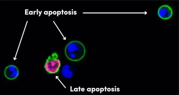6592_Annexin V Apoptosis detection assay kit