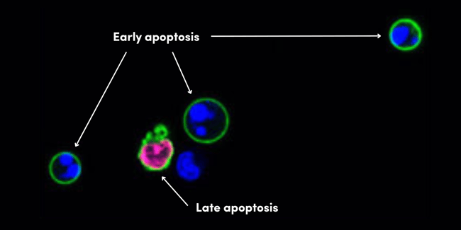 6592_Annexin V-FITC Early Apoptosis Detection Assay Kit