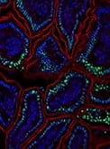 8357_Cell Stress Apoptosis Antibody Sampler_Thumbnail copy