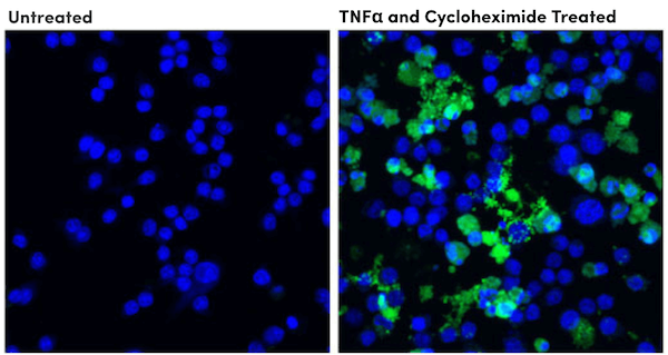 8592_Cleaved Casp8 antibody_apoptosis marker_small