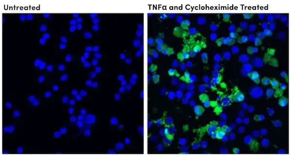 IF analysis using cleaved Casp8 antibody, an apoptosis marker