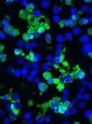 8592_Cleaved Casp8 antibody_apoptosis_thumbnail