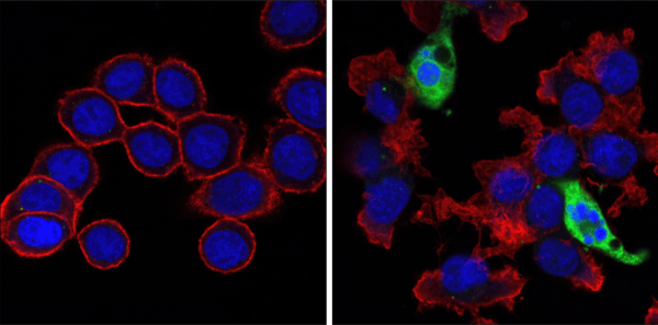 9664_Cleaved casp3 antibody_apoptosis