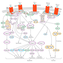 Extrinsic Cell Death Receptor Signaling Apoptosis Pathway_Thumbnail