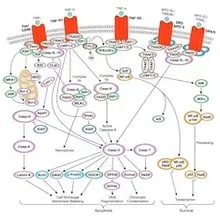Extrinsic Death Receptor Signaling Apoptosis Pathway_Thumbnail