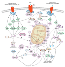 Intrinsic Mitochondrial Pathway of Apoptosis