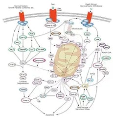 Intrinsic Mitochondrial Control of Apoptosis Pathway_Thumbnail
