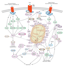 Intrinsic Mitochondrial Pathway of Apoptosis_Thumbnail
