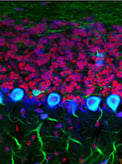 Propidium Iodide_Annexin V Apoptosis Staining Kit Thumbnail