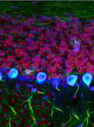 Propidium Iodide_Annexin V Apoptosis Staining Kit Thumbnail