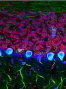 Propidium Iodide_Annexin V Apoptosis Staining Kit Thumbnail