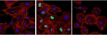 Cell Cycle Checkpoint IF phospho-p53 antibody
