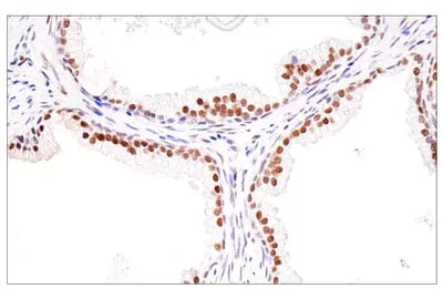 8469_IHC SirT1 antibody