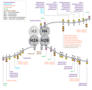 CST Epigenetic Writers and Erasers of Histone H2A H2B H4 thumbnail
