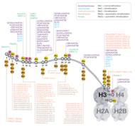 CST Epigenetic Writers and Erasers of Histone H3 thumbnail
